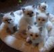 Ragdoll Cats for sale in Calhoun Rd, Houston, TX, USA. price: $700