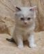 Ragdoll Cats for sale in Houston, TX 77026, USA. price: NA