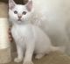 Ragdoll Cats for sale in Philpott Valley, Stonewall Township, AR 72830, USA. price: $600
