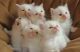 Ragdoll Cats for sale in Hartford, CT 06152, USA. price: NA