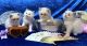Ragdoll Cats for sale in Portland, OR 97214, USA. price: NA