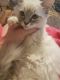 Ragdoll Cats for sale in Star City, AR 71667, USA. price: $600