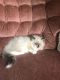 Ragdoll Cats for sale in Jackson, MS 39206, USA. price: $500