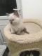 Ragdoll Cats for sale in Houston, TX 77076, USA. price: $350