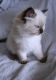 Ragdoll Cats for sale in Hartford, CT, USA. price: $500
