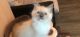 Ragdoll Cats for sale in Seattle, WA 98168, USA. price: $500