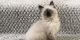 Ragdoll Cats for sale in Houston, TX, USA. price: $500