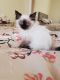 Ragdoll Cats for sale in Thomaston Ave, Waterbury, CT, USA. price: $500