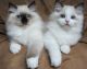 Ragdoll Cats for sale in Walnut, CA, USA. price: NA
