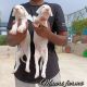 Rajapalayam Puppies