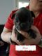 Rajapalayam Puppies for sale in Plainfield, NJ 07063, USA. price: NA