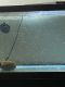 Ranchu goldfish Fishes for sale in Ocala, FL, USA. price: NA