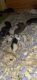 Rat Rodents for sale in Poquoson, VA, USA. price: NA
