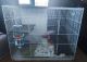 Rat Rodents for sale in Hesperia, CA, USA. price: NA