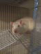 Rat Rodents for sale in Columbia, MD, USA. price: NA