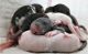 Rat Rodents for sale in Indian River County, FL, USA. price: NA