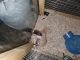 Rat Rodents for sale in Moline, IL, USA. price: NA