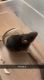 Rat Rodents for sale in Mankato, MN, USA. price: NA
