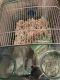 Rat Rodents for sale in Lee's Summit, MO, USA. price: $120