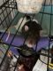 Rat Rodents for sale in Westfield, IN, USA. price: NA