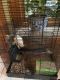 Rat Rodents for sale in Pewaukee, WI, USA. price: $95