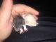 Rat Rodents for sale in Lamoine, ME 04605, USA. price: NA