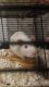 Rat Rodents for sale in Chillicothe, IL 61523, USA. price: NA