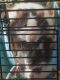 Rat Rodents for sale in Ozark, MO, USA. price: NA