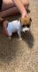 Rat Terrier Puppies for sale in Fort Recovery, OH 45846, USA. price: $250