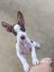 Rat Terrier Puppies for sale in Thorndale, TX 76577, USA. price: $500
