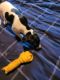 Rat Terrier Puppies for sale in Knoxville, IA 50138, USA. price: $150