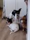 Rat Terrier Puppies for sale in Imlay City, MI 48444, USA. price: $600