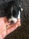 Rat Terrier Puppies for sale in Waverly, IA 50677, USA. price: $500