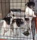 Rat Terrier Puppies for sale in Carol City, FL 33055, USA. price: $450