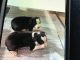 Rat Terrier Puppies for sale in Ionia, IA 50645, USA. price: $250
