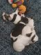Rat Terrier Puppies for sale in Miami, FL, USA. price: $500
