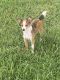 Rat Terrier Puppies for sale in Ocala, FL, USA. price: NA