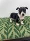 Rat Terrier Puppies for sale in St. Augustine, FL, USA. price: $600