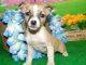 Rat Terrier Puppies for sale in Hammond, IN, USA. price: NA