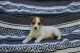 Rat Terrier Puppies for sale in Goshen, IN, USA. price: $300