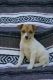 Rat Terrier Puppies for sale in Goshen, IN, USA. price: $300