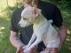 Rat Terrier Puppies for sale in Mineral, WA 98355, USA. price: $1,400