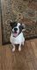 Rat Terrier Puppies for sale in Tampa, FL 33647, USA. price: NA