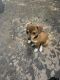 Rat Terrier Puppies for sale in Miller, NE 68858, USA. price: $500