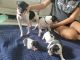 Rat Terrier Puppies for sale in Miami, FL, USA. price: $500