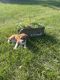 Rat Terrier Puppies for sale in Ottosen, IA 50570, USA. price: $600