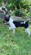Rat Terrier Puppies for sale in Gainesville, FL, USA. price: $450