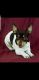 Rat Terrier Puppies for sale in Temperance, MI 48182, USA. price: $600