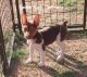 Rat Terrier Puppies for sale in Shelbyville, TN, USA. price: $1,500