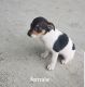 Rat Terrier Puppies for sale in Seaman, OH 45679, USA. price: $250
